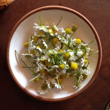 Chamomile | DroppingSeeds Herbal Smoke Blends