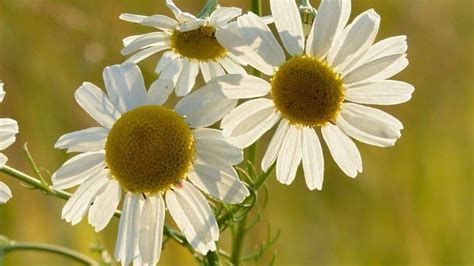 Chamomile Herb   Side Effects, Uses and Benefits