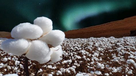 Chang e 4 revela foto de primera semilla de algodón que germina en el ...