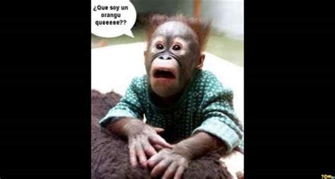 changuitas chistosas | Monkeys funny, Monkey, Orangutan