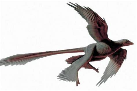 Changyuraptor yangi, el dinosaurio volador de cuatro alas | Vanguardia.com