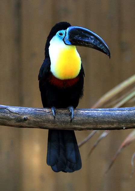 Channel billed toucan   Wikipedia