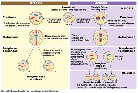 Chapter 13: Meiosis & Sexual Stages | AP Bio Notebook