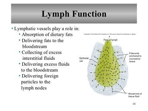 Chapter 16 Lymphatic System and Immunity