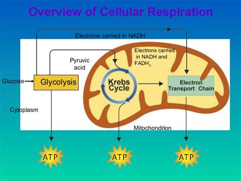 Chapter 7   Cellular Respiration