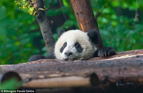Charity launches  pandacam  to live stream animals from ...