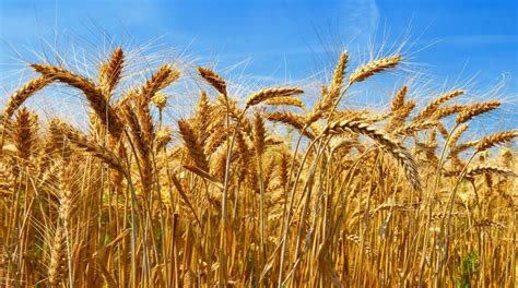 Charla informativa sobre trigo y cultivos invernales: Estrategias ...