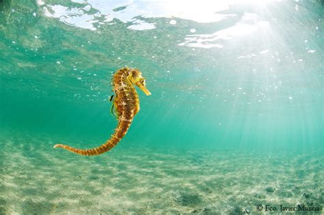 Charla sobre flora y fauna del Mar Menor | elclickverde