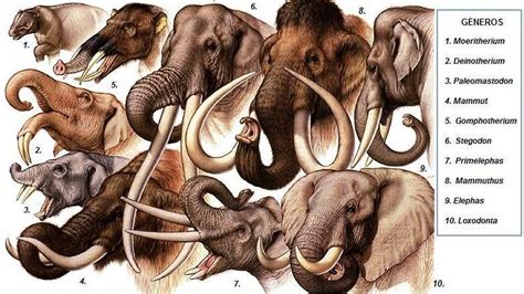 charlesdarwin30.jpg | Animales de la prehistoria, Animales ...