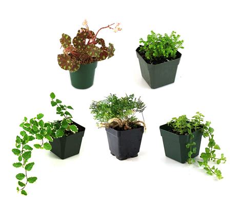 Cheap Small Terrarium Plants, find Small Terrarium Plants deals on line ...