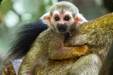 Cheeky little squirrel monkeys born at Marwell Zoo | MLG ...