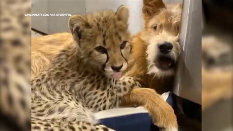 Cheetah cub and dog have an adorable sleepover at ...