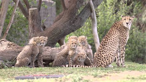 Cheetah Cubs On Exhibit at San Diego Zoo Safari Park   YouTube