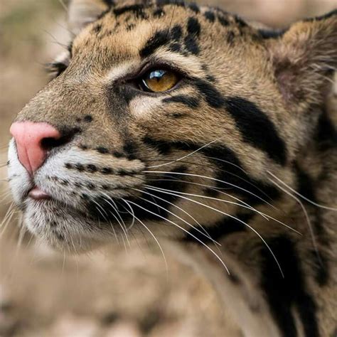 Cheetah | Pittsburgh zoo, Zoo, Animals