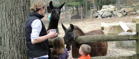 Chepachet Farms Has The Perfect Petting Zoo In Rhode Island