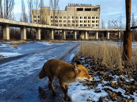 Chernóbyl, 35 años después del desastre   Viajar y Mucho Más