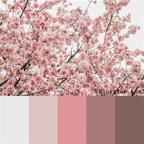 cherry blossom | Color palette pink, Fresh color palette ...
