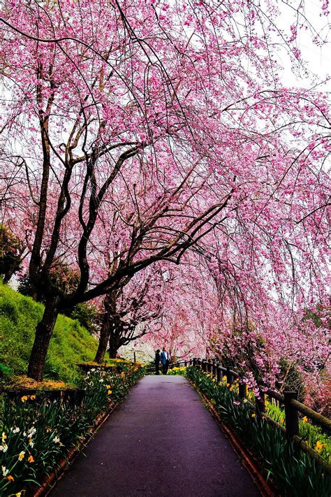 Cherry color footpath | Color, Photography, Country roads