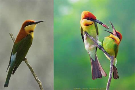 Chestnut headed Bee eater   Save Our Green