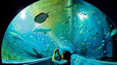 Chiang Mai Zoo Aquarium One Day Pass   Klook