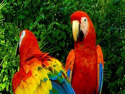 Chiapas representa el 60% de las especies de aves que hay en México ...