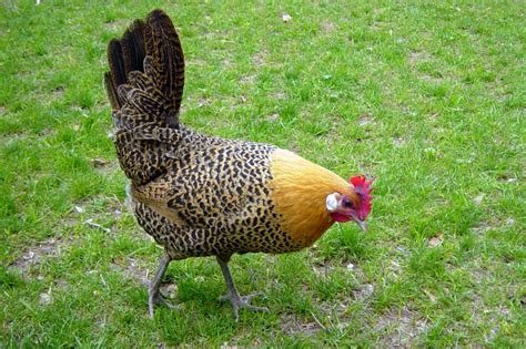 Chicken Breeds Ideal for Backyard Pets and Eggs | HGTV