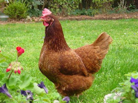 Chicken Breeds Ideal for Backyard Pets and Eggs ...