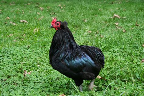 Chicken Scratch Poultry: Breed Information   Ameraucana & Rumpless ...