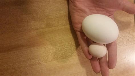 Chickens first egg. Regular egg for size comparison. : mildlyinteresting