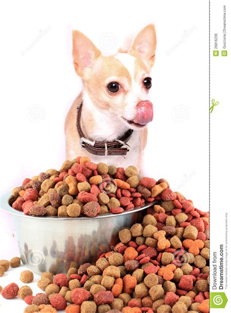 Chihuahua dog eating stock photo. Image of chihuahua ...