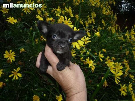 Chihuahuas. Compra venta de perros chihuahuas en Tenerife ...