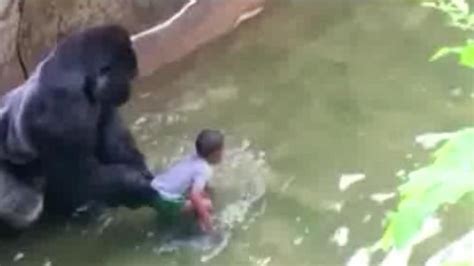 Child safety experts: Gorilla ordeal reminds us how ...