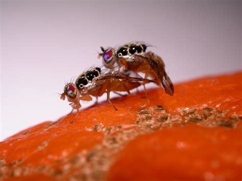 Chile: Control de mosca de la fruta ante nuevo hallazgo en la Región ...