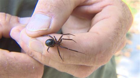 Chile: Descubren tres nuevas especies de arañas venenosas ...