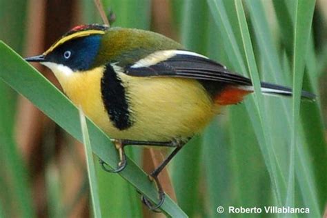 Chile Hoy: Aves del bosque más austral del mundo pueden vivir más de ...