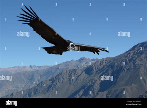 Chile patagonia ave cóndor fotografías e imágenes de alta resolución ...