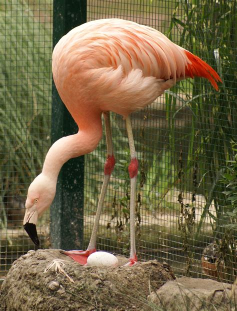 Chilean flamingo   Wikipedia