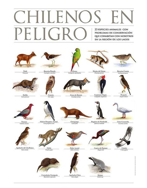 Chilenos en peligro | Animales en peligro de extincion, Fauna chilena ...