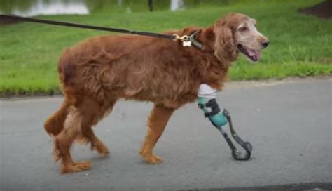 Chili, el perro con prótesis que sobrevivió al cáncer de ...