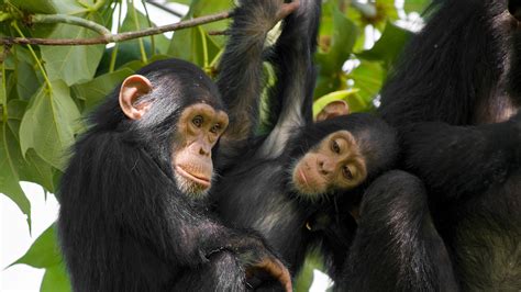 Chimpanzee | San Diego Zoo Animals & Plants