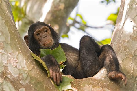 Chimpanzee | San Diego Zoo Animals & Plants