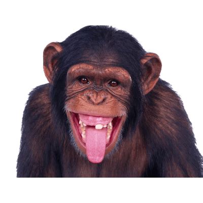 Chimpanzee Sticking Out Tongue transparent PNG   StickPNG