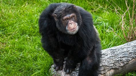 Chimpanzee   The Houston Zoo