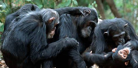 Chimpanzees | WWF