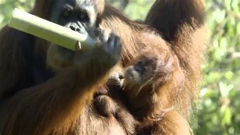Chimply Marvellous: Baby orangutan doing well at San Diego ...