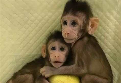 China acaba de clonar los dos primeros monos de la ...