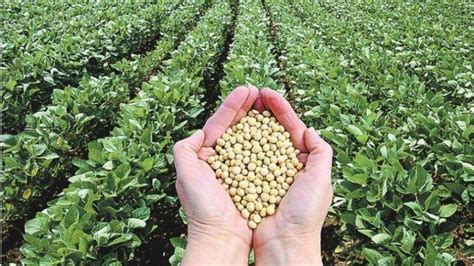 China comenzará a comprar harina de soja argentina – Noticias y ...