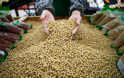 China compra tudo e falta soja: preço recorde – Foco Rural – O agro ...