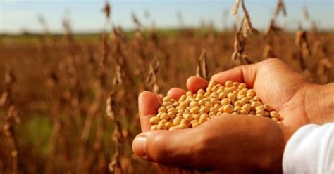 China comprará aceite y porotos de soja a Argentina por u$s1.500 ...