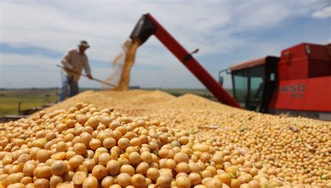 China mete presión al mercado de la soja con sus importaciones: ¿Hasta ...